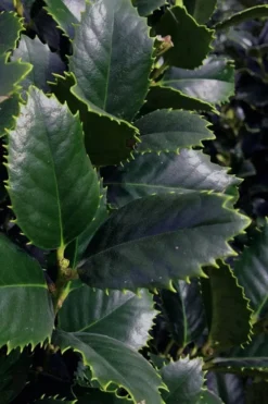 Liberty Holly - 3 Gallon Pot -Outlet Leaf Echoes Store ilex conty liberty holly tree 101