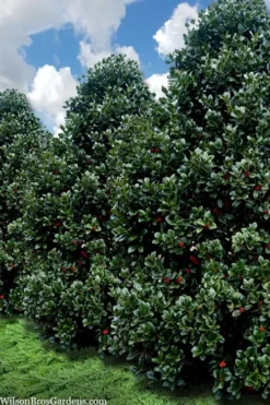 Liberty Holly - 3 Gallon Pot -Outlet Leaf Echoes Store ilex conty liberty holly tree 107