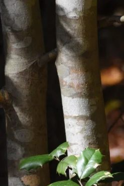 Old Heavy Berry American Holly (Ilex Opaca) - 1 Gallon Pot -Outlet Leaf Echoes Store ilex opaca greenleaf american holly tree bark 1