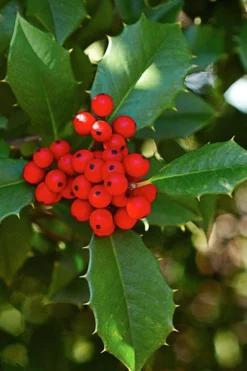 Old Heavy Berry American Holly (Ilex Opaca) - 1 Gallon Pot -Outlet Leaf Echoes Store ilex opaca old heavy berry american holly 1