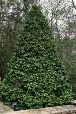 Old Heavy Berry American Holly (Ilex Opaca) - 1 Gallon Pot -Outlet Leaf Echoes Store ilex opaca old heavy berry american holly 4