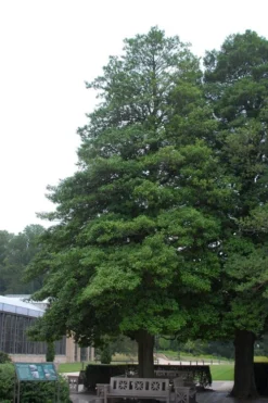 Old Heavy Berry American Holly (Ilex Opaca) - 1 Gallon Pot -Outlet Leaf Echoes Store ilex opaca old heavy berry american holly 5