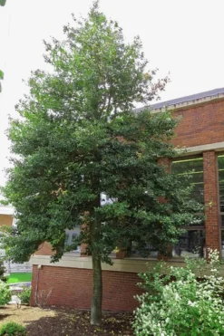 Old Heavy Berry American Holly (Ilex Opaca) - 1 Gallon Pot -Outlet Leaf Echoes Store ilex opaca old heavy berry american holly 6