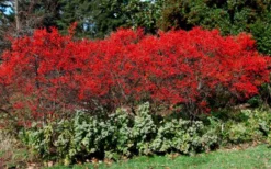 Sparkleberry Female Winterberry Holly - 3 Gallon Pot -Outlet Leaf Echoes Store ilex verticillata sparkleberry holly 1
