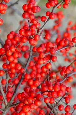 Sparkleberry Female Winterberry Holly - 3 Gallon Pot -Outlet Leaf Echoes Store ilex verticillata sparkleberry holly 2