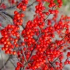 Sparkleberry Female Winterberry Holly - 3 Gallon Pot
