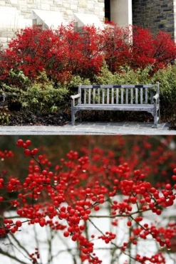 Sparkleberry Female Winterberry Holly - 3 Gallon Pot -Outlet Leaf Echoes Store ilex verticillata sparkleberry holly 4