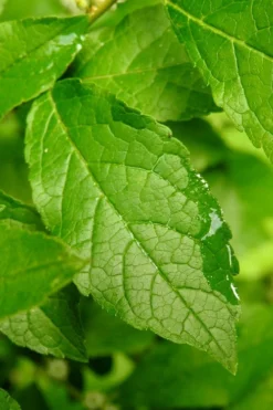 Sparkleberry Female Winterberry Holly - 3 Gallon Pot -Outlet Leaf Echoes Store ilex verticillata sparkleberry holly 5