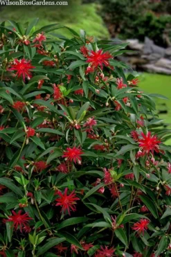 Scorpio Star Flower Anise (Illicium) - 2 Gallon Pot -Outlet Leaf Echoes Store illicium star flower scorpio anise 10