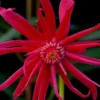 Scorpio Star Flower Anise (Illicium) - 7 Gallon Pot