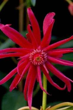 Scorpio Star Flower Anise (Illicium) - 2 Gallon Pot