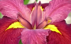 Ann Chowning Louisiana Iris - 1 Gallon Pot -Outlet Leaf Echoes Store iris louisiana ann chowning 2