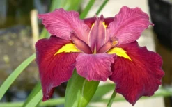 Ann Chowning Louisiana Iris - 1 Gallon Pot -Outlet Leaf Echoes Store iris louisiana ann chowning 3