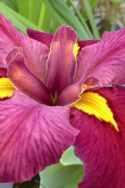 Ann Chowning Louisiana Iris - 1 Gallon Pot -Outlet Leaf Echoes Store iris louisiana ann chowning 4