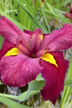 Ann Chowning Louisiana Iris - 1 Gallon Pot -Outlet Leaf Echoes Store iris louisiana ann chowning 5