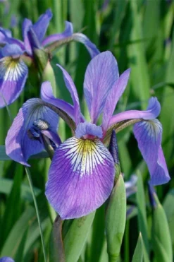 Blue Flag Iris (Iris Versicolor) - 6 Pack Of 1 Gallon Pots -Outlet Leaf Echoes Store iris versicolor blue flag 1