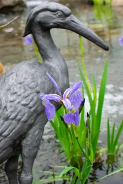 Blue Flag Iris (Iris Versicolor) - 6 Pack Of 1 Gallon Pots -Outlet Leaf Echoes Store iris versicolor blue flag 2