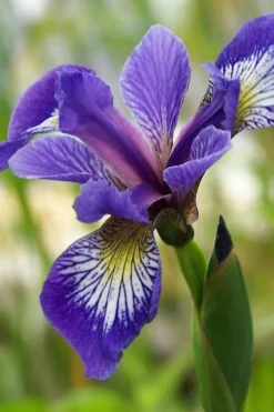 Blue Flag Iris (Iris Versicolor) - 6 Pack Of 1 Gallon Pots -Outlet Leaf Echoes Store iris versicolor harlequin blue flag 3