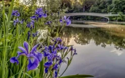 Blue Flag Iris (Iris Versicolor) - 6 Pack Of 1 Gallon Pots -Outlet Leaf Echoes Store iris versicolor harlequin blue flag 4