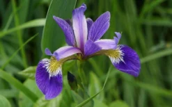 Blue Flag Iris (Iris Versicolor) - 6 Pack Of 1 Gallon Pots -Outlet Leaf Echoes Store iris versicolor harlequin blue flag 5