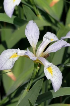 White Southern Flag Iris - 1 Gallon Pot 10 White Southern Flag Iris - 1 Gallon Pot -Outlet Leaf Echoes Store iris virginica albus southern white flag iris 2