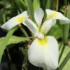 White Southern Flag Iris - 1 Gallon Pot