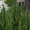 Idyllwild Juniper (Red Cedar) - 7 Gallon Pot (3-4')