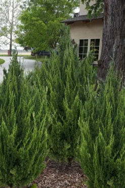 Idyllwild Juniper (Red Cedar) - 7 Gallon Pot (3-4')