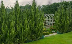 Idyllwild Juniper (Red Cedar) - 7 Gallon Pot (3-4') -Outlet Leaf Echoes Store juniper idyllwild 8