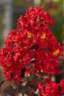 Black Diamond Best Red Crape Myrtle (Single Trunk Tree) - 7 Gallon Pot -Outlet Leaf Echoes Store lagerstroemia black diamond best red crape myrtle tree 2 1