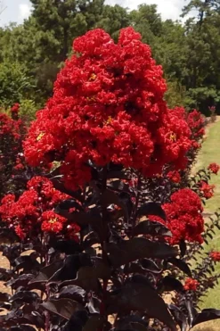 Black Diamond Best Red Crape Myrtle (Single Trunk Tree) - 7 Gallon Pot -Outlet Leaf Echoes Store lagerstroemia black diamond best red crape myrtle tree 3 1