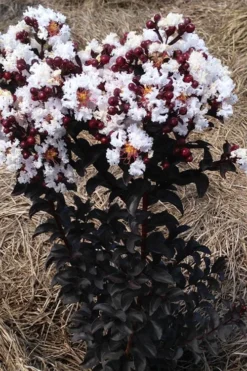 Ebony Glow Crape Myrtle - 3 Gallon Pot -Outlet Leaf Echoes Store lagerstroemia ebony glow crape myrtle 2