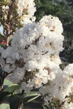 Enduring Summer 'White' Crape Myrtle - 3 Gallon Pot -Outlet Leaf Echoes Store lagerstroemia enduring summer white dwarf crape20myrtle 1