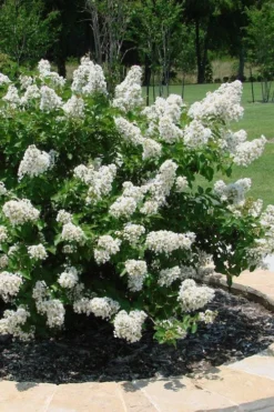 Enduring Summer 'White' Crape Myrtle - 3 Gallon Pot -Outlet Leaf Echoes Store lagerstroemia enduring summer white dwarf crape20myrtle 4