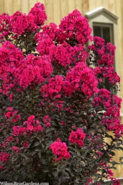 Black Diamond 'Mystic Magenta' Crape Myrtle - 7 Gallon Pot -Outlet Leaf Echoes Store lagerstroemia indica black diamond mystic magenta crape myrtle 1 1