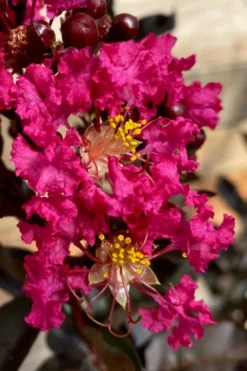 Black Diamond 'Mystic Magenta' Crape Myrtle - 7 Gallon Pot -Outlet Leaf Echoes Store lagerstroemia indica black diamond mystic magenta crape myrtle 3 1