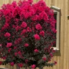 Black Diamond 'Mystic Magenta' Crape Myrtle - 2 Gallon Pot