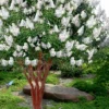 Natchez White Crape Myrtle (Multi Trunk) - 7 Gallon Pot (4-5')