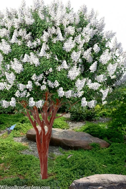 Natchez White Crape Myrtle - 3 Gallon Pot 1 Natchez White Crape Myrtle - 3 Gallon Pot