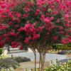 Tuscarora Watermelon Red Crape Myrtle - 6 Pack Of 1 Gallon Pots