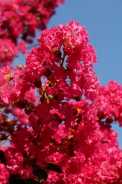 Tuskegee Crape Myrtle - 6 Pack Of 1 Gallon Pots -Outlet Leaf Echoes Store lagerstroemia indica tuskeegee crape myrtle tree 1 1