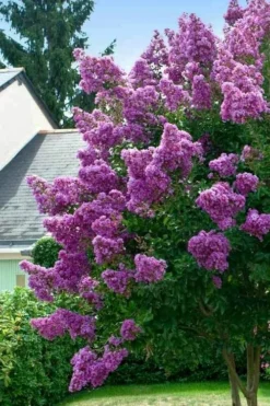 Twilight Purple Crape Myrtle - 1 Gallon Pot -Outlet Leaf Echoes Store lagerstroemia indica twilight purple crape myrtle tree 1 3