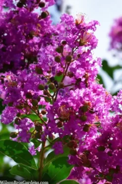 Twilight Purple Crape Myrtle - 7 Gallon Pot (3-4') -Outlet Leaf Echoes Store lagerstroemia indica twilight purple crape myrtle tree 102 1