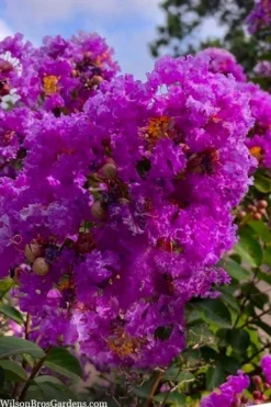 Twilight Purple Crape Myrtle - 5 Gallon Pot -Outlet Leaf Echoes Store lagerstroemia indica twilight purple crape myrtle tree 103 2