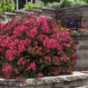 My Fair Myrtle Crape Myrtle (Lagerstroemia) - 3 Gallon Pot
