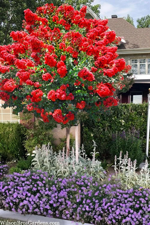 Ruffled Red Magic Crape Myrtle Tree (Single Trunk) - 7 Gallon Pot (5-6') 1 Ruffled Red Magic Crape Myrtle Tree (Single Trunk) - 7 Gallon Pot (5-6')