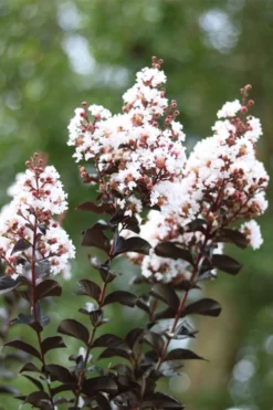Thunderstruck White Lightning Crape Myrtle - 6 Pack Of 1 Gallon Pots -Outlet Leaf Echoes Store lagerstroemia thunderstruck white lightning crape myrtle 2