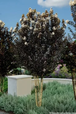 Thunderstruck White Lightning Crape Myrtle - 1 Gallon Pot -Outlet Leaf Echoes Store lagerstroemia thunderstruck white lightning crape myrtle 3 1