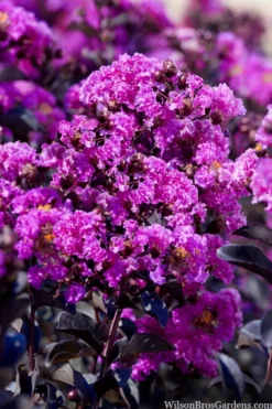 Black Diamond 'Purely Purple' Crape Myrtle Tree (Single Trunk) - 7 Gallon Pot -Outlet Leaf Echoes Store lagestroemia indica purely purple black diamond crape myrtle 1 2