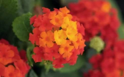 Little Lucky Red Lantana - 5 Pack Of Quart Pots -Outlet Leaf Echoes Store lantana Little Lucky Red Flower Closeup